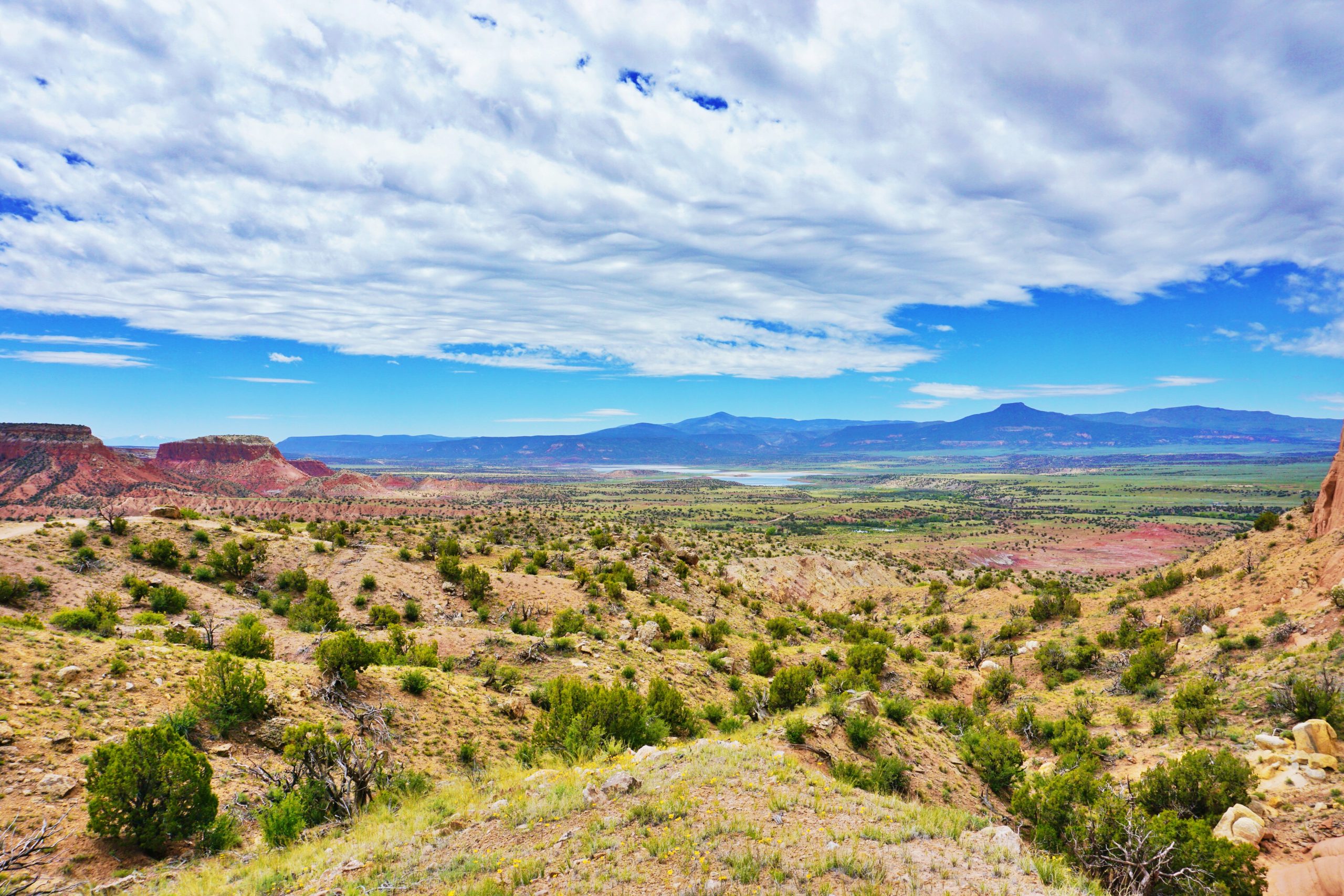 Critter Control in Albuquerque